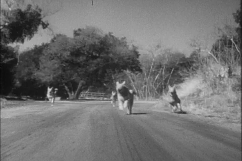 German shepherds chasing after car on country road, 1940s Stock Footage 90727870