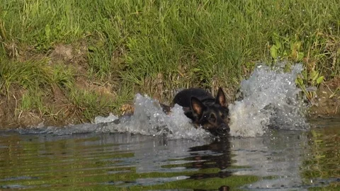 German shepherds jumping into the water Stock Footage 116630823
