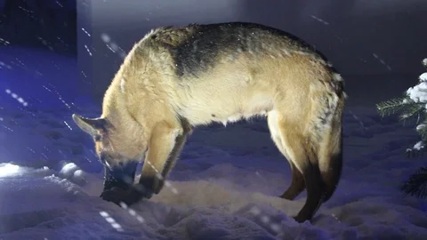 German shepherds run around the house in winter Stock Footage 102899652