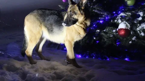 German shepherds run around the house in winter 動画素材 102899653
