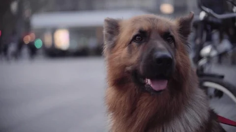 German sheppard portrait Stock-Footage 70403470