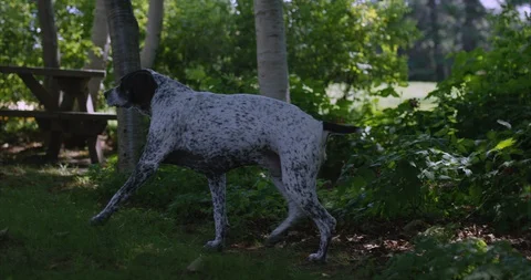 German short hair pointer dog walking out from forest into house hold yard -  Stock Footage 128487440