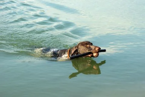 German short hair pointer Stock Photos