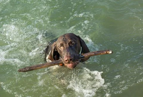 German short hair pointer Stock Photos