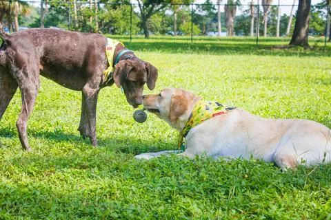 German short-haired pointer and labrador retriever playing with a tennis ball, Stock Photos
