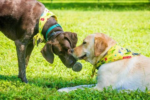 German short-haired pointer and labrador retriever playing with a tennis ball, Stock Photos