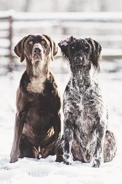 German short-haired pointer and a german wire-haired pointer sitting in the snow Stock Photos