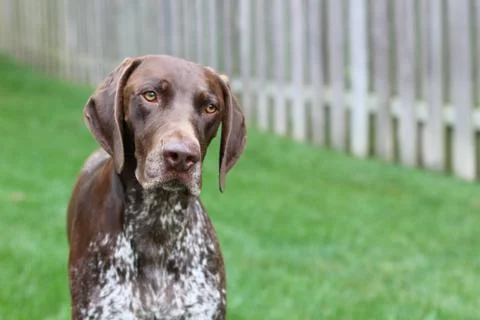German Short-Haired Pointer in the Backyard Stock Photos