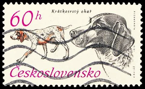 German Short-haired Pointer (Canis lupus familiaris), 50 Years of Czechoslo.. Stock Photos