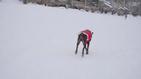 German Short Haired Pointer Dog in Winter Jacket Running on Snow, Slow Stock Footage 263826189