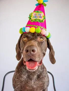 German short-haired pointer dog wearing birthday hat Stock Photos