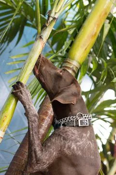 German short-haired pointer dog looking up a palm tree, United States Stock Photos