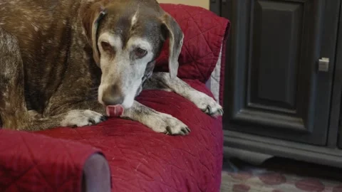 A German short haired pointer eats a piece of salami. Stock Footage 293661307