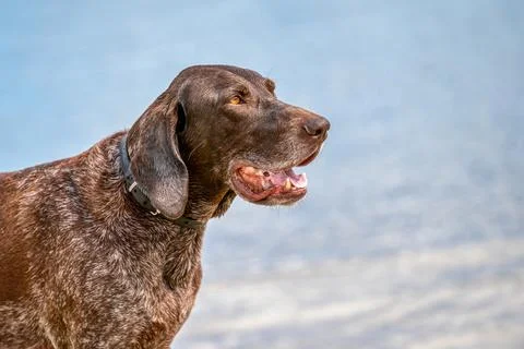 German Short haired Pointer, GSP dog sits on the beach of a lake during a sum Foto stock