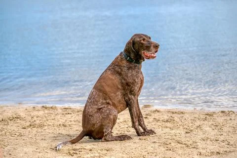 German Short haired Pointer, GSP dog sits on the beach of a lake during a sum Stock Photos