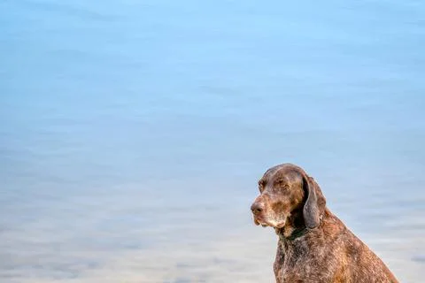 German Short haired Pointer, GSP dog sits on the beach of a lake during a sum Stock Photos