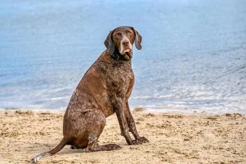  German Short haired Pointer, GSP dog sits on the beach of a lake during a... Stock Photos