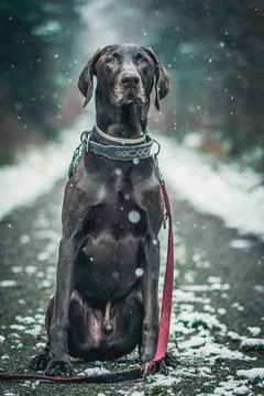 German short-haired pointer (hunting dog) in a snowy landscape Stock Photos