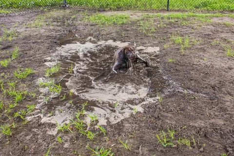 German short-haired pointer lying in a muddy puddle, Fort de Soto, Florida, Stock Photos