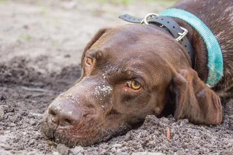 German short-haired pointer lying in the sand on the beach, Fort de Soto, Stock Photos