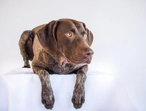 German short-haired pointer lying on a table Stock Photos