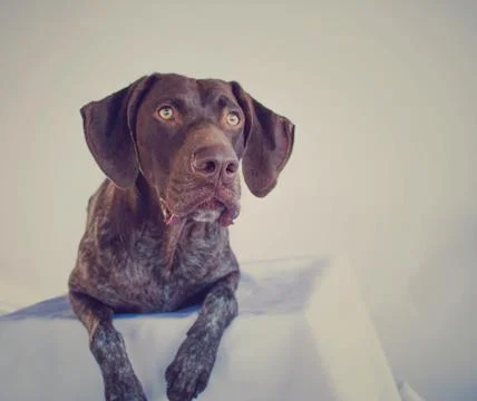 German short-haired pointer lying on a table Stock Photos