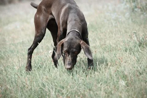 German short haired pointer Stock Photos