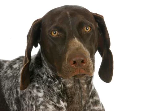 German short haired pointer Stock Photos