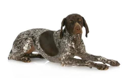 German short haired pointer Stock Photos