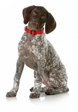 German short haired pointer puppy Stock Photos