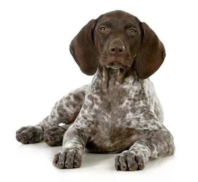 German short haired pointer puppy Stock Photos