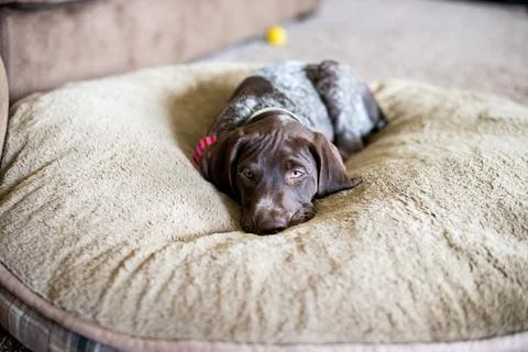 German short haired pointer puppy laying on dog bed Stock Photos