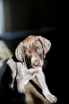 German short haired pointer puppy sitting in a sunbeam Stock Photos