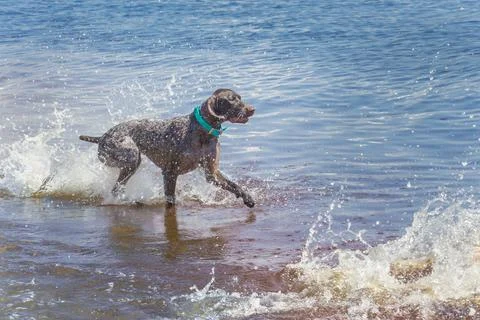 German short-haired pointer running in ocean, Florida, USA Stock Photos