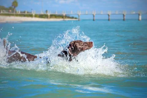 German short-haired pointer running into ocean, Fort de Soto, Florida, United Stock Photos