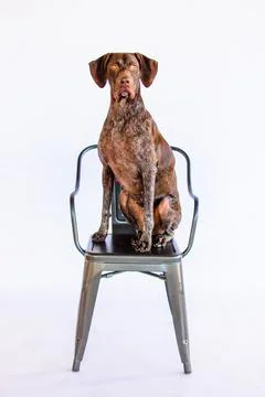 German short-haired pointer sitting on a chair Stock Photos