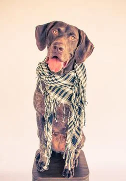 German short-haired pointer sitting on a stool wearing a scarf Stock Photos