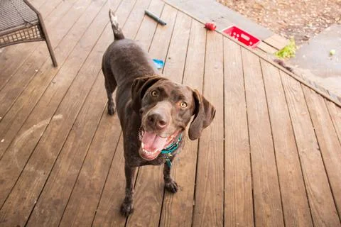 German short-haired pointer standing on a wooden terrace, Florida, USA Stock Photos