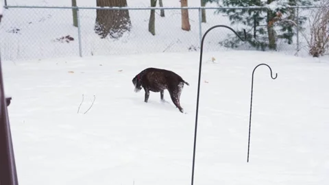 A German Short-Haired Pointer walking in slow motion. Stock Footage 299772434