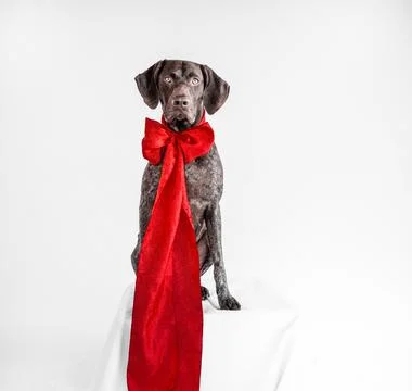 German short-haired pointer wearing a giant red bow Stock Photos