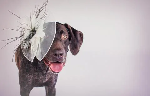 German short-haired pointer wearing a fascinator hat Stock Photos