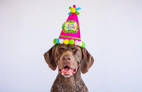 German short-haired pointer wearing a party hat Stock Photos