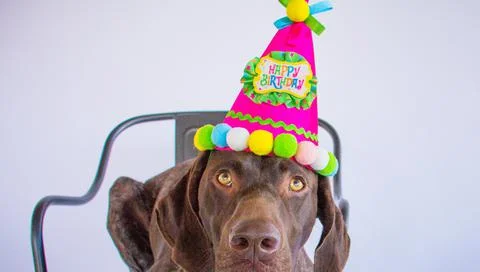 German short-haired pointer wearing a party hat Stock Photos
