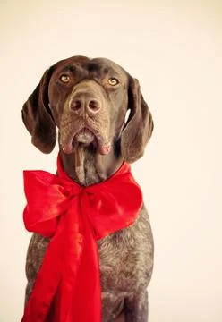German short-haired pointer wearing a giant red bow Stock Photos