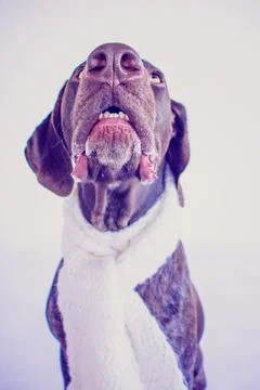 German short-haired pointer  wearing a scarf Stock Photos