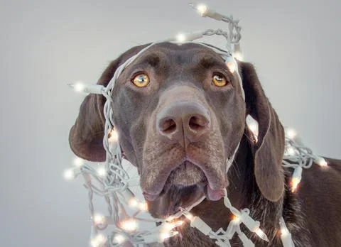 German short-haired pointer wrapped in fairy lights Stock Photos