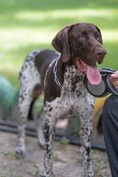German Shorthair Pointer Stock Photos