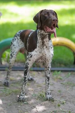 German Shorthair Pointer Stock Photos