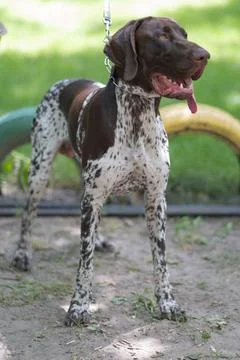 German Shorthair Pointer Stock Photos