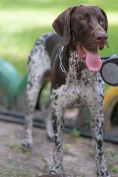 German Shorthair Pointer 写真素材